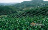 2022年云南有机茶园面积达到全国第一产值1200多万元